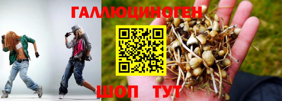 закладка  Вход с VPN  Камышин  Галлюциногенные грибы мицелий  Псилоцибиновые грибы Psilocybine cubensis 